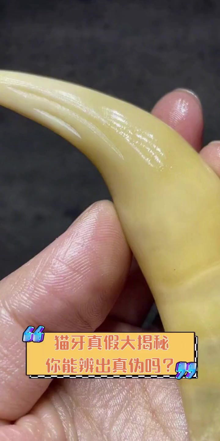 真假难辨!欧洲冠军赛意外揭秘 真假难辨!欧洲冠军赛意外揭秘